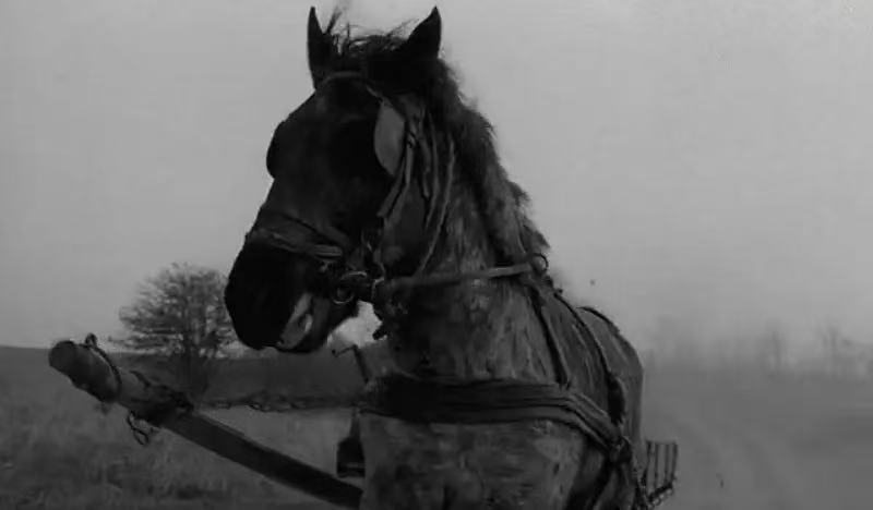 “马”的背叛：当哲学谋杀了电影